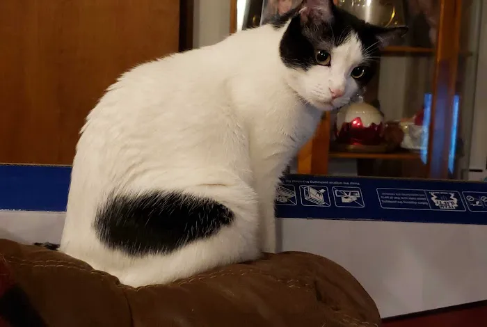 CST Veterinary Services Picture 1