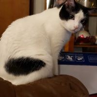 CST Veterinary Services ico