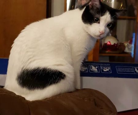 CST Veterinary Services