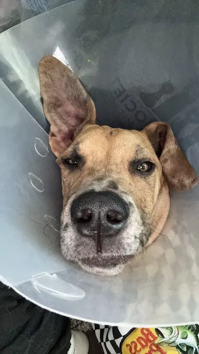 Animal Medical Center Picture 4