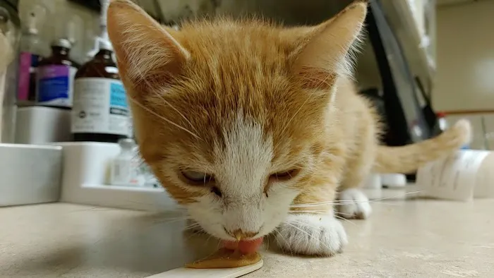 Animal Medical Center Picture 1