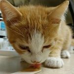 Animal Medical Center