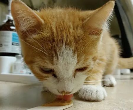 Animal Medical Center