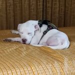 Oak Grove Veterinary Hospital INC.