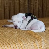 Oak Grove Veterinary Hospital INC. ico