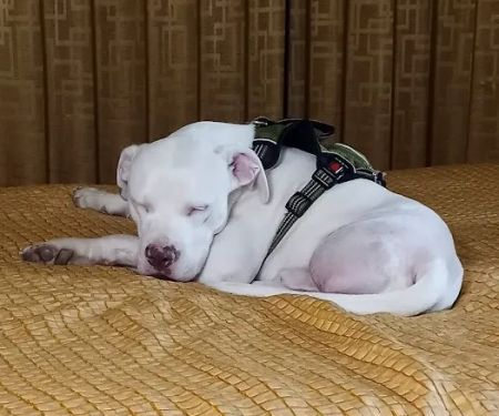 Oak Grove Veterinary Hospital INC.