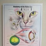 Bratton Veterinary Clinic