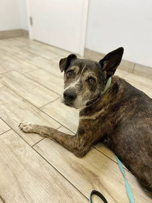 Best Friends Animal Hospital and Pet Hotel Picture 3