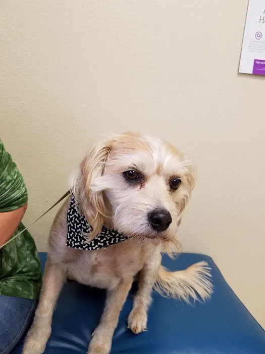 Best Friends Animal Hospital and Pet Hotel Picture 4