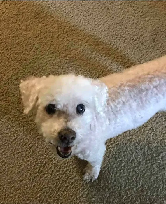 Best Friends Animal Hospital and Pet Hotel Picture 1