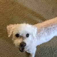 Best Friends Animal Hospital and Pet Hotel ico