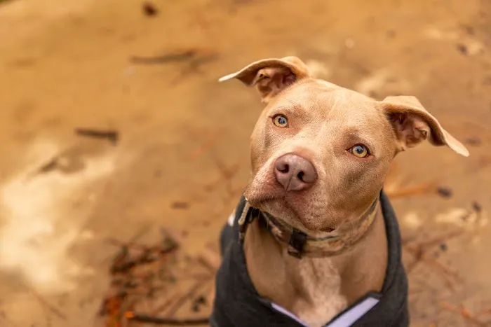 Best Friends Animal Hospital and Pet Hotel Picture 8