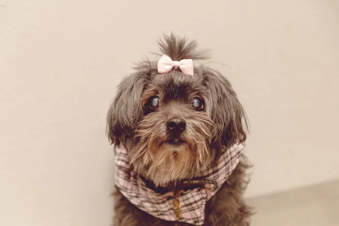 Best Friends Animal Hospital and Pet Hotel Picture 7