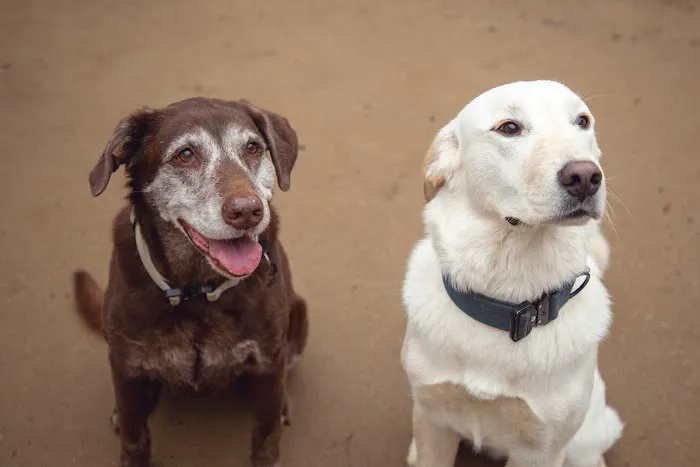 Best Friends Animal Hospital and Pet Hotel Picture 9