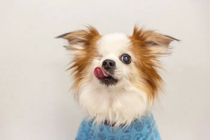 Best Friends Animal Hospital and Pet Hotel Picture 5