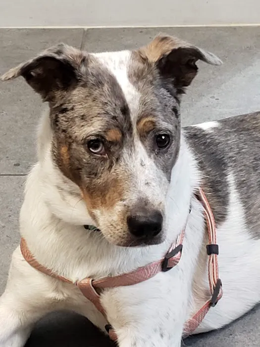 Crossover Veterinary Clinic Picture 1