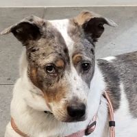 Crossover Veterinary Clinic ico