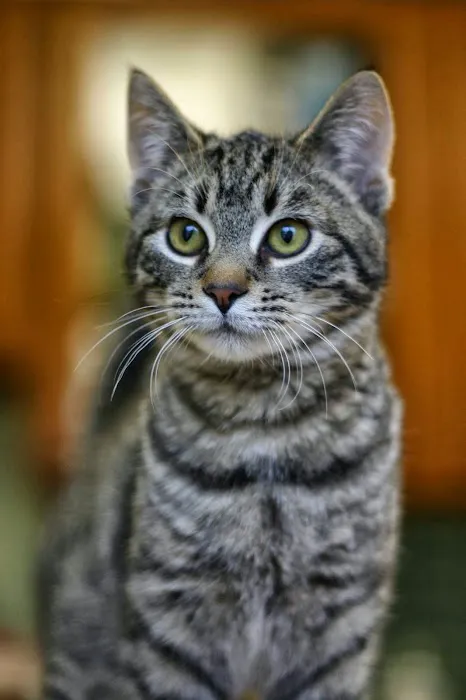 Crossover Veterinary Clinic Picture 3