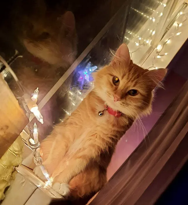 Crossover Veterinary Clinic Picture 4