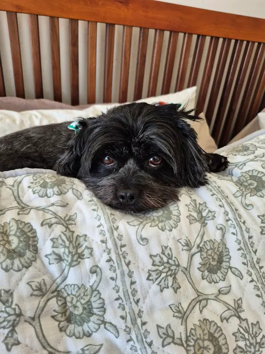 SAHO Owasso West Animal Hospital and Pet Resort Picture 1