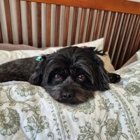 SAHO Owasso West Animal Hospital and Pet Resort ico