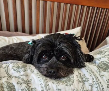 SAHO Owasso West Animal Hospital and Pet Resort