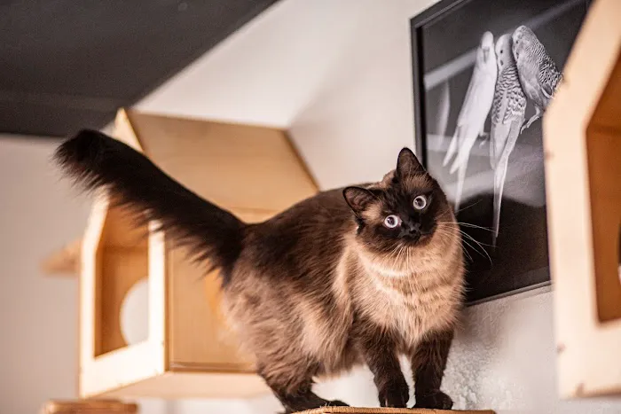 SAHO Owasso West Animal Hospital and Pet Resort Picture 5