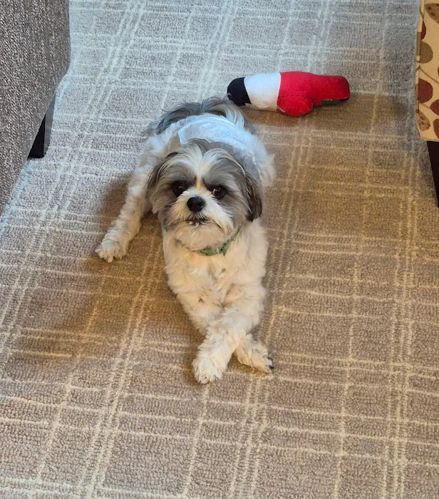 SAHO Owasso West Animal Hospital and Pet Resort Picture 4