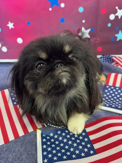 SAHO Owasso West Animal Hospital and Pet Resort Picture 10