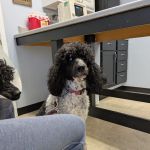 Stockyards Veterinary Clinic