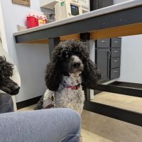 Stockyards Veterinary Clinic ico