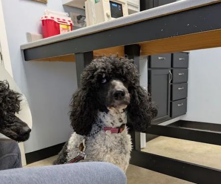 Stockyards Veterinary Clinic