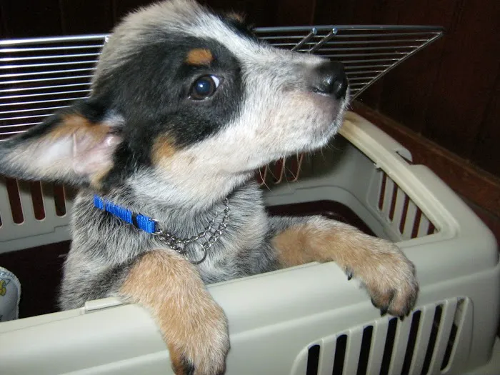 Valley Glen Veterinary Hospital Picture 1