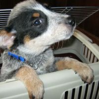 Valley Glen Veterinary Hospital ico