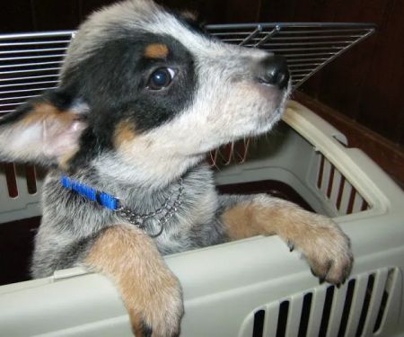 Valley Glen Veterinary Hospital