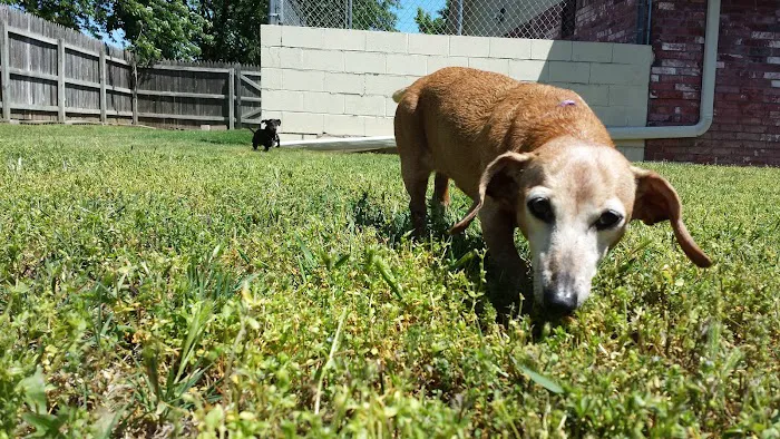 Valley Glen Veterinary Hospital Picture 5