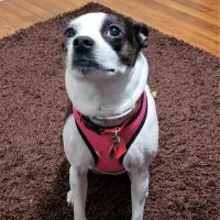 Marina Animal Clinic Inc ico