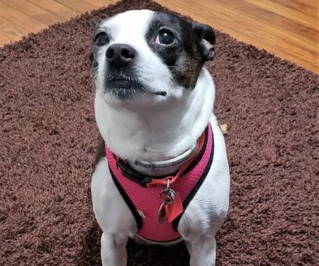 Marina Animal Clinic Inc