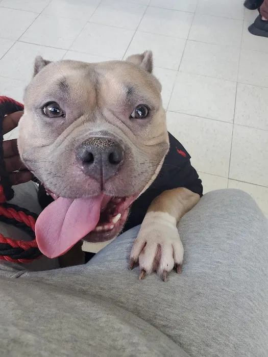 Marina Animal Clinic Inc Picture 3