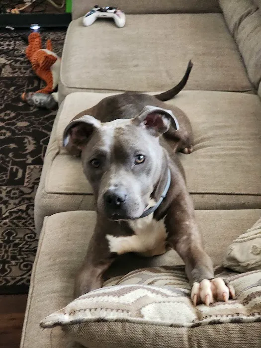 Marina Animal Clinic Inc Picture 4