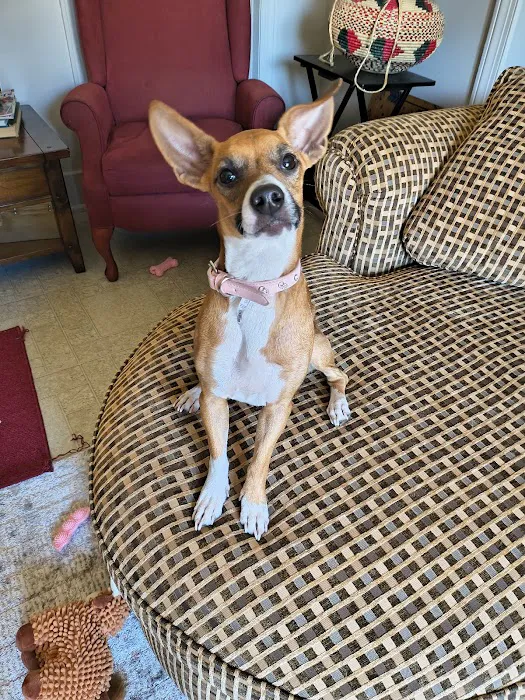 Marina Animal Clinic Inc Picture 5