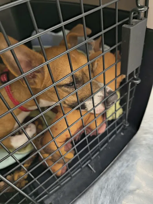 Marina Animal Clinic Inc Picture 6