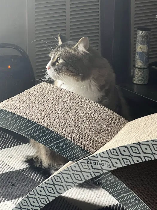 Marina Animal Clinic Inc Picture 7