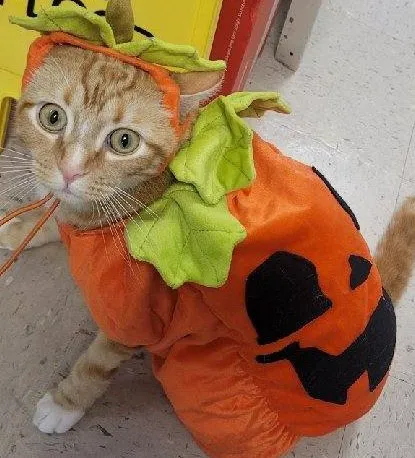 Marina Animal Clinic Inc Picture 10