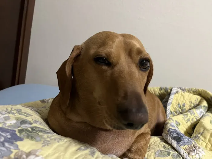 Good Shepherd Veterinary Hospital - Broken Arrow Picture 2