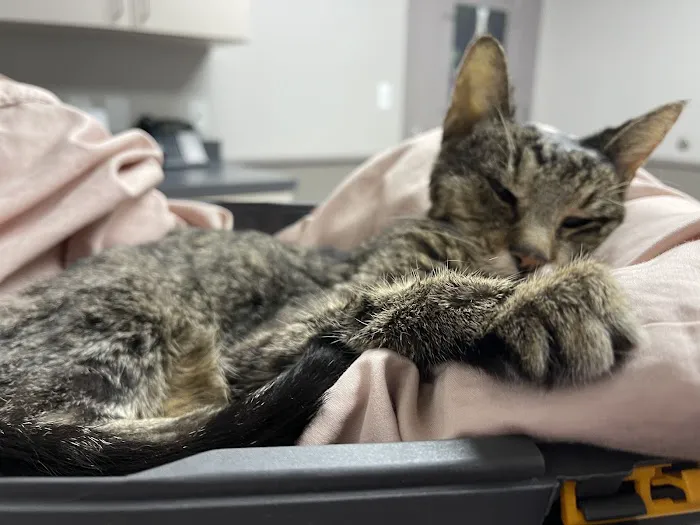 Good Shepherd Veterinary Hospital - Broken Arrow Picture 3