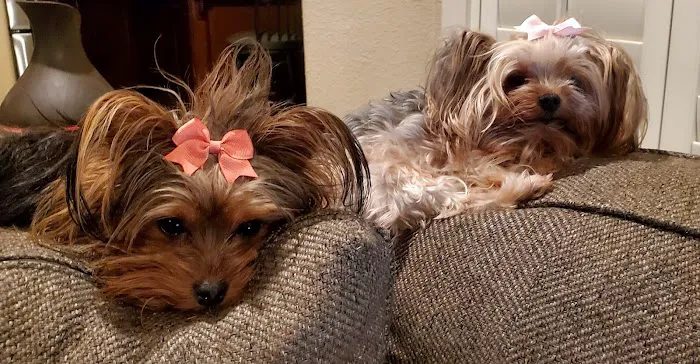 Good Shepherd Veterinary Hospital - Broken Arrow Picture 1