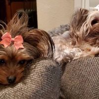 Good Shepherd Veterinary Hospital - Broken Arrow ico