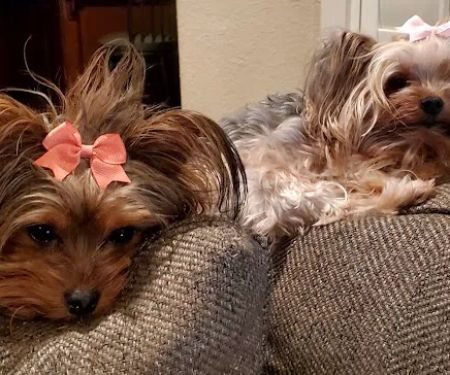 Good Shepherd Veterinary Hospital - Broken Arrow