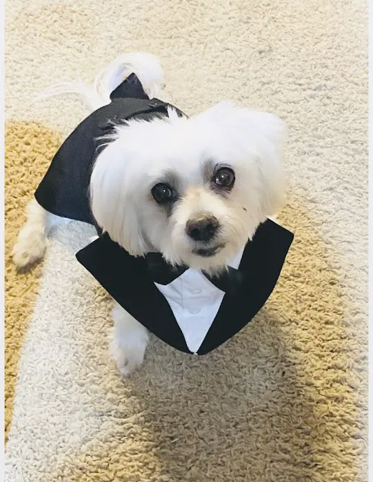 Good Shepherd Veterinary Hospital - Broken Arrow Picture 5